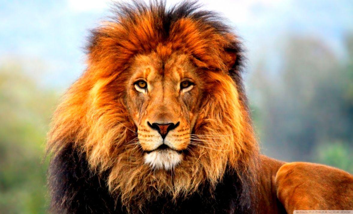 1177x714 Lion Desktop Wallpaper