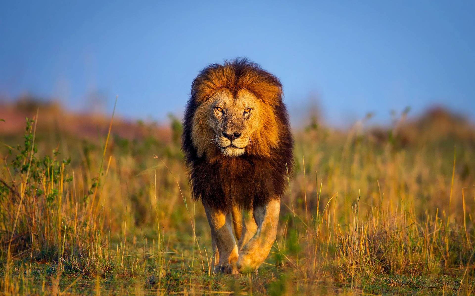 1920x1200 Lion Background