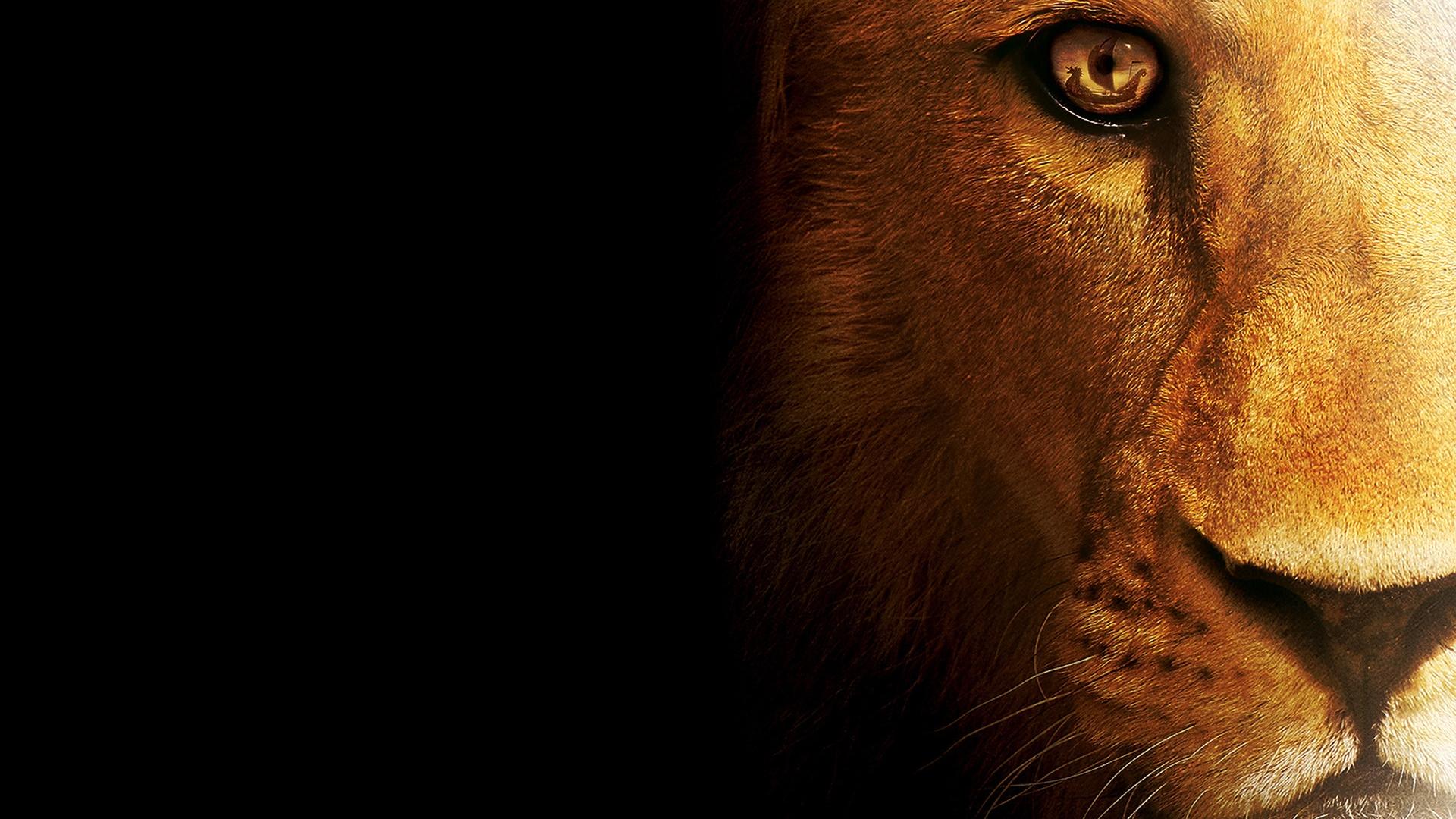 1920x1080 The Lion HD Desktop Wallpaper Background download
