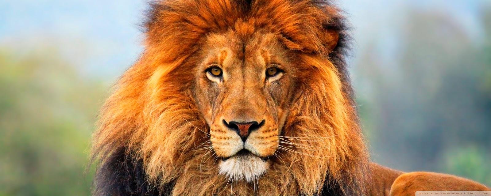 1600x640 Lion Hd Desktop Wallpaper Widescreen Fullscreen Mobile Animals