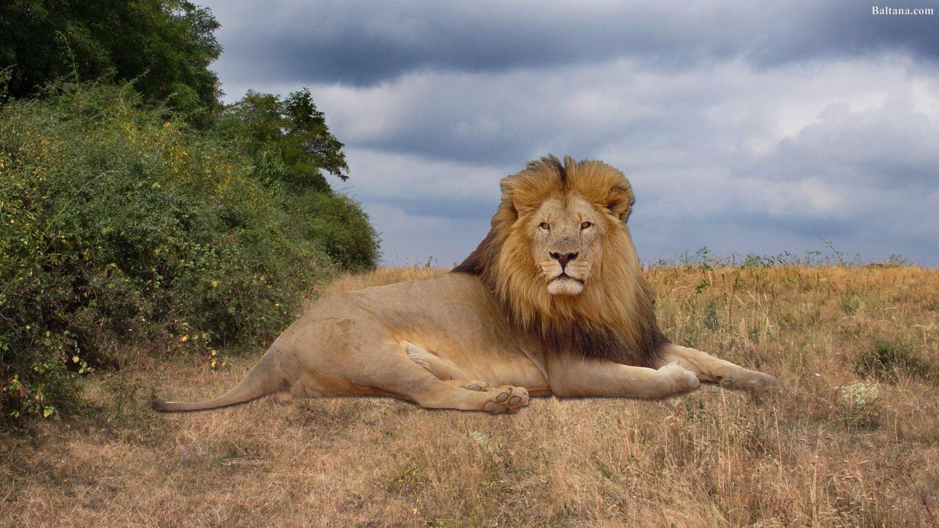 1920x1080 Lion Image HD
