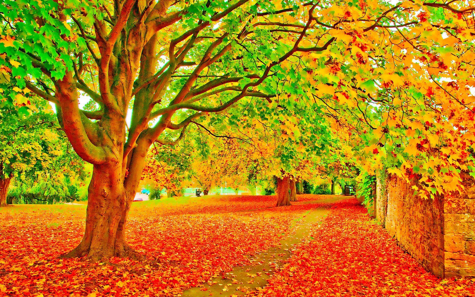 1920x1200 Bright Autumn Foliage Way Wall desktop PC and Mac wallpaper