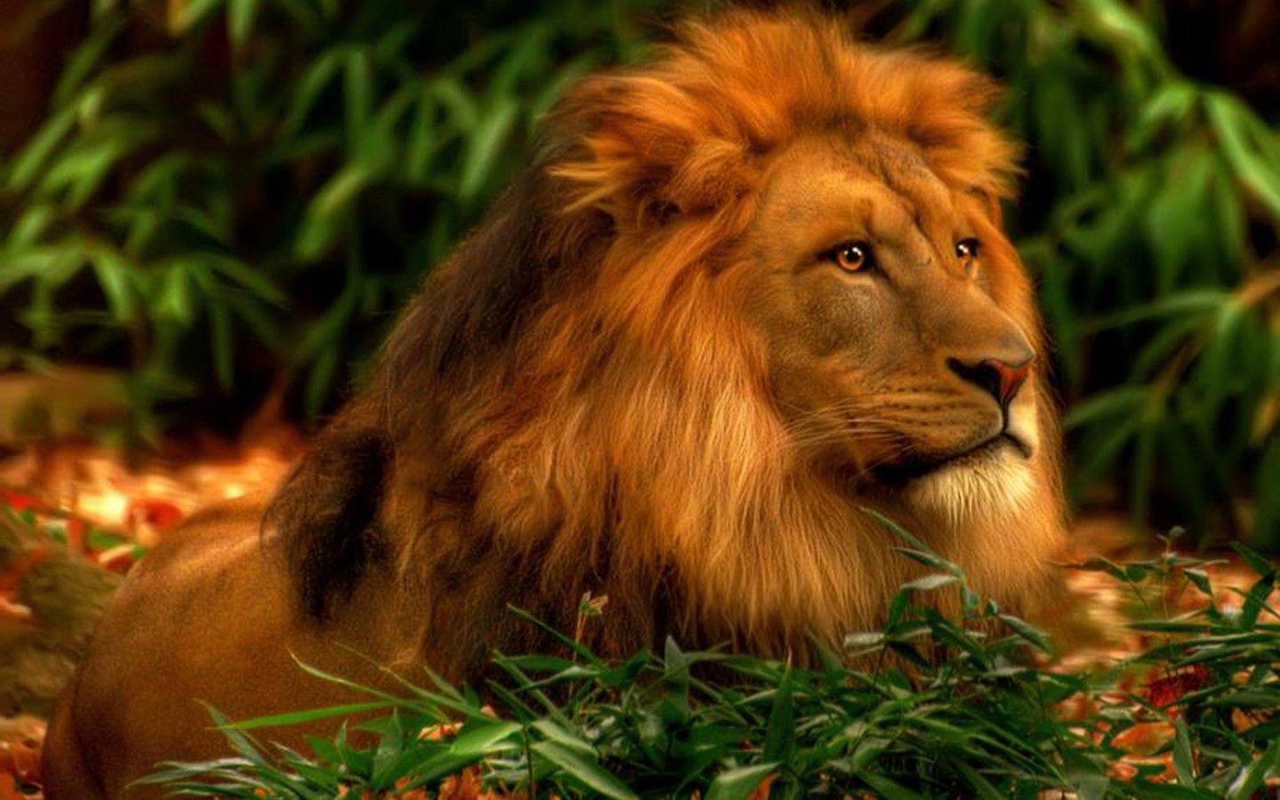 1440x900 Vector Lion HD desktop wallpaper : Widescreen : High Definition