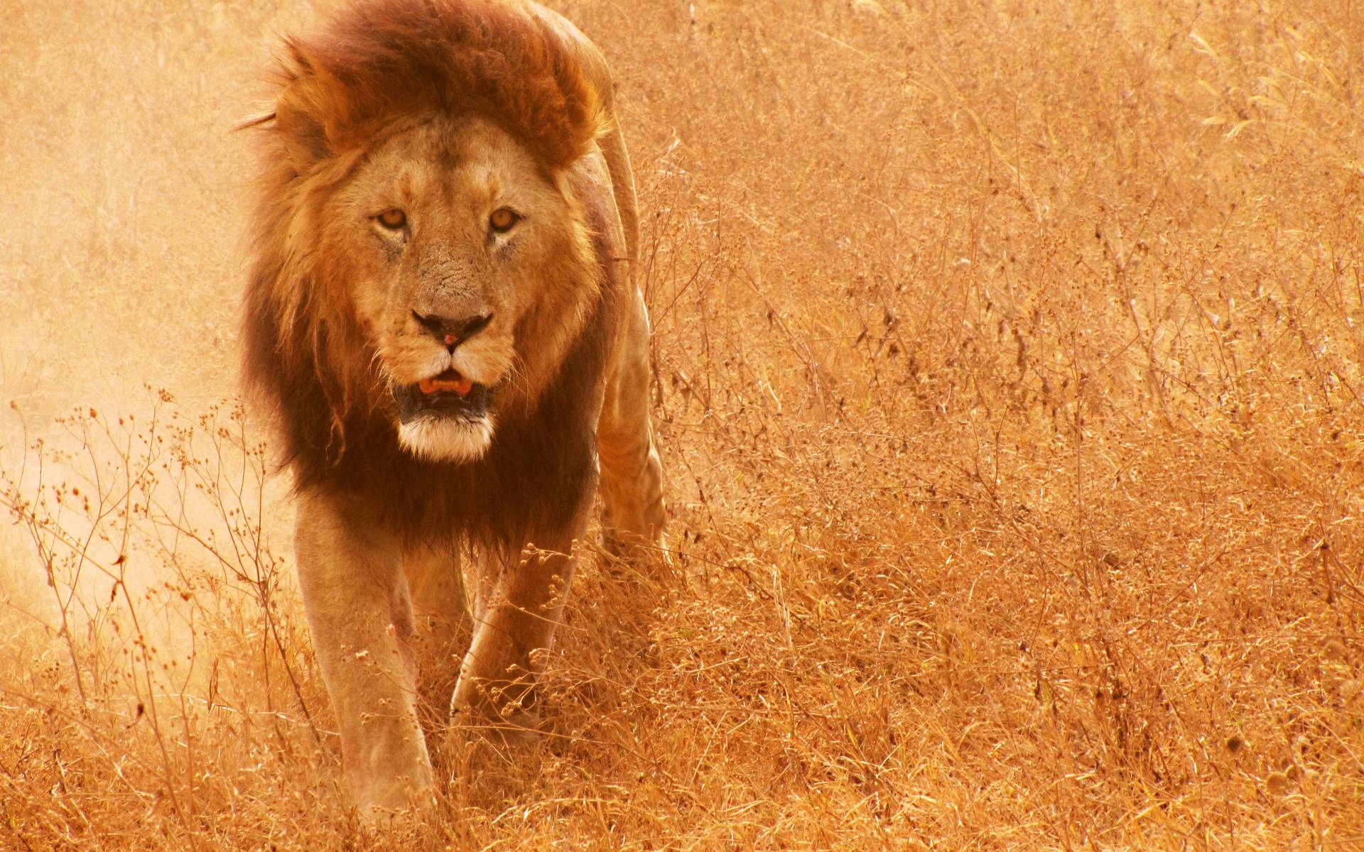 1920x1200 Wallpaper, Lion King, 1920× Widescreen. HD Desktop