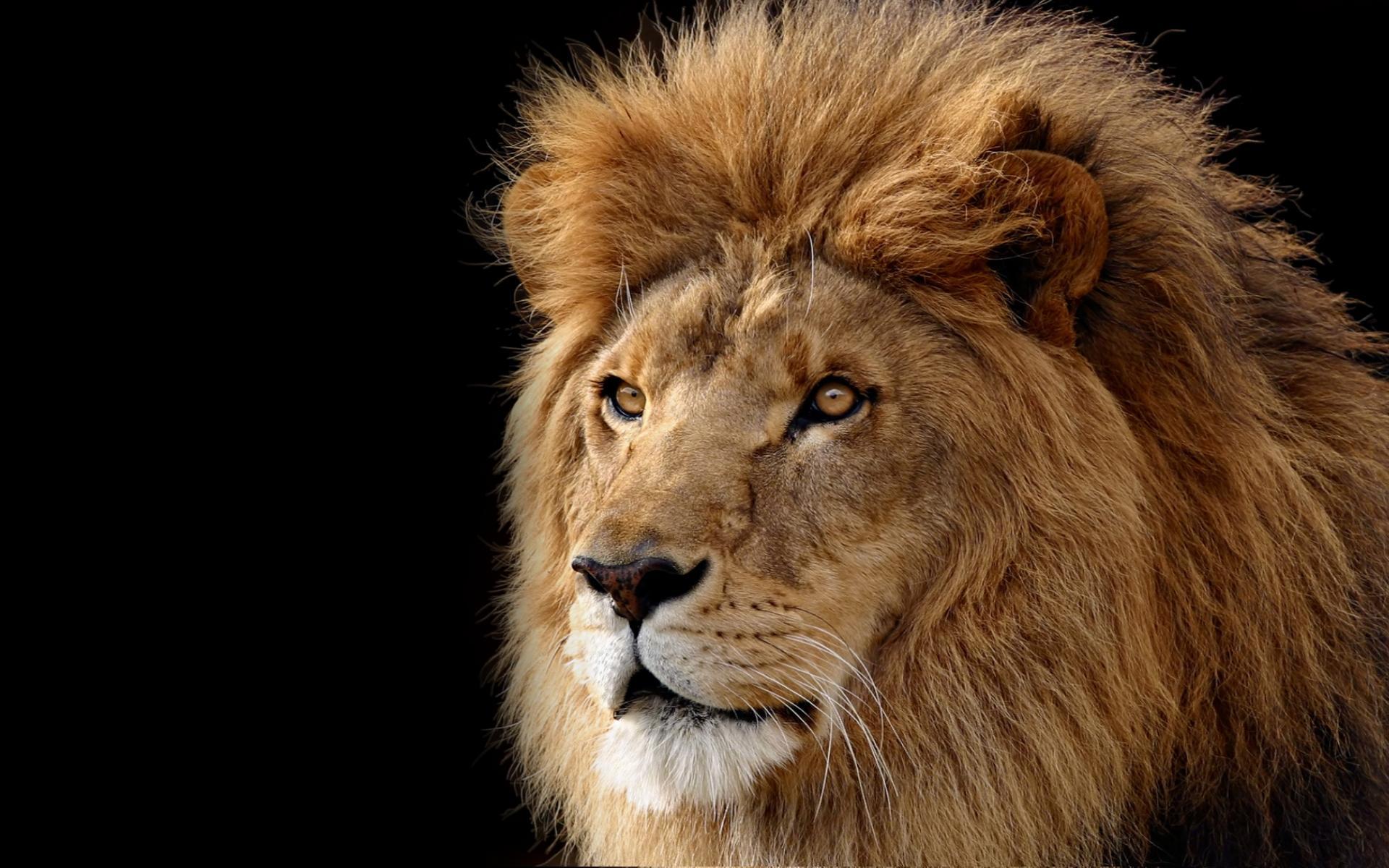 1920x1200 Lion The Ruler HD desktop wallpaper : Widescreen : High Definition