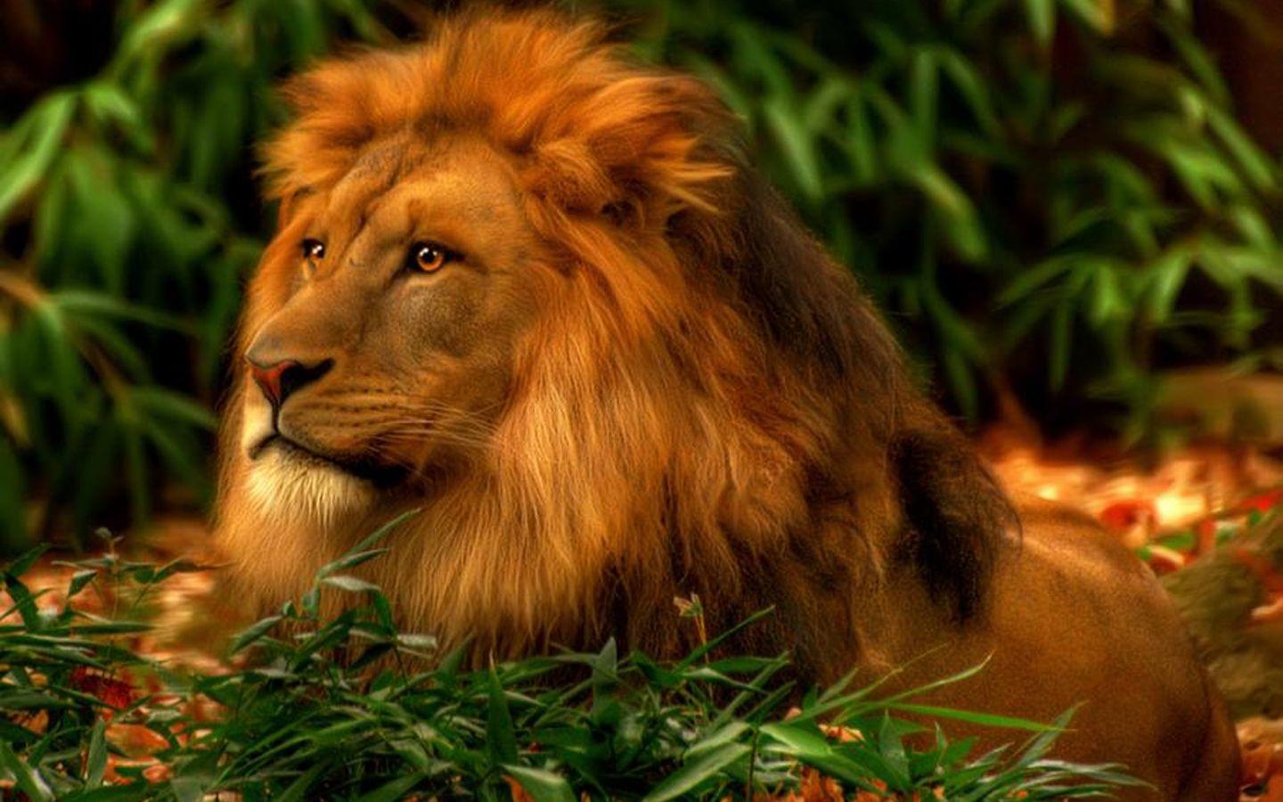 1440x900 Free download Cool Lion Desktop Wallpaper wallpaper Cool Lion