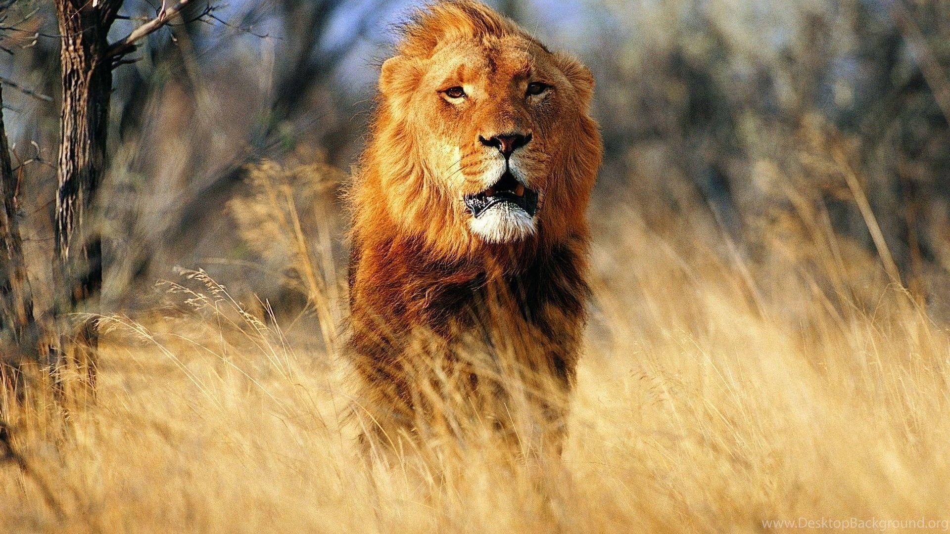 1920x1080 Great Nature Wallpaper: HD Desktop Wallpaper Lion Desktop Background
