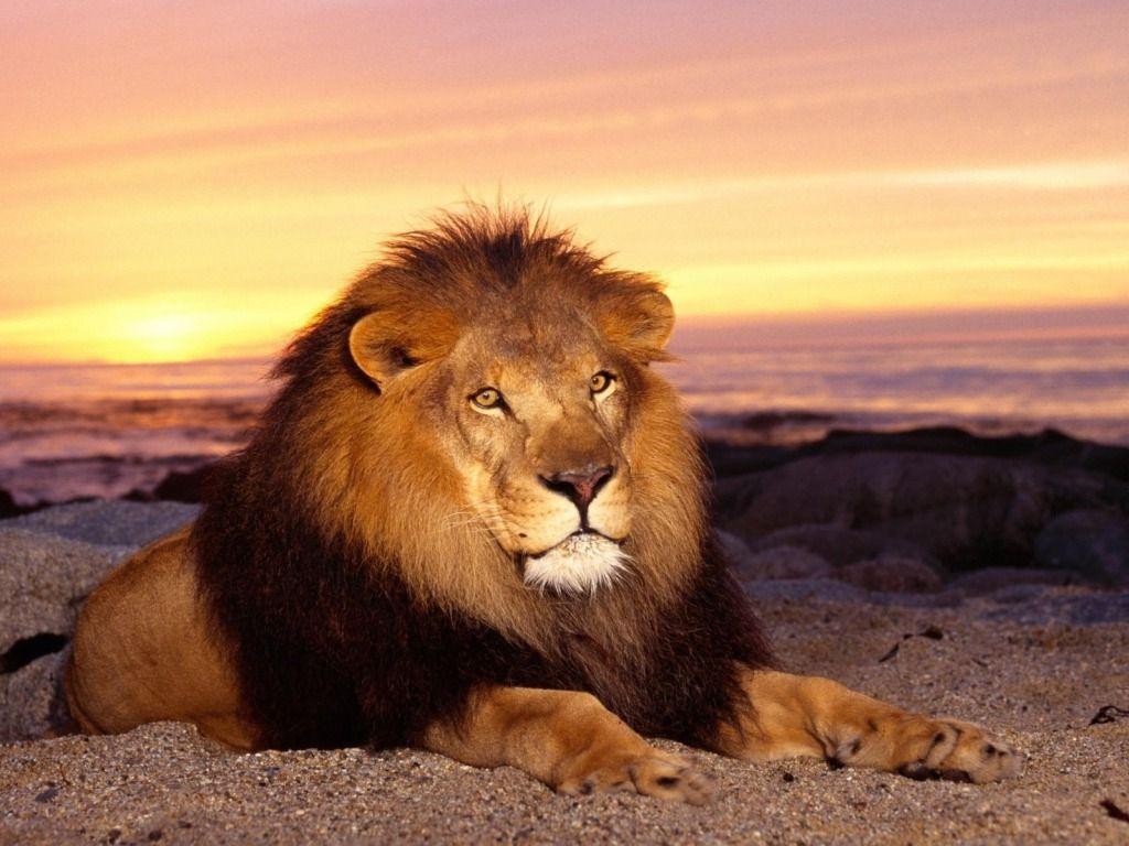 1024x768 Top Beautiful Lion Photo, 14 4K Ultra HD, B.SCB Wallpaper