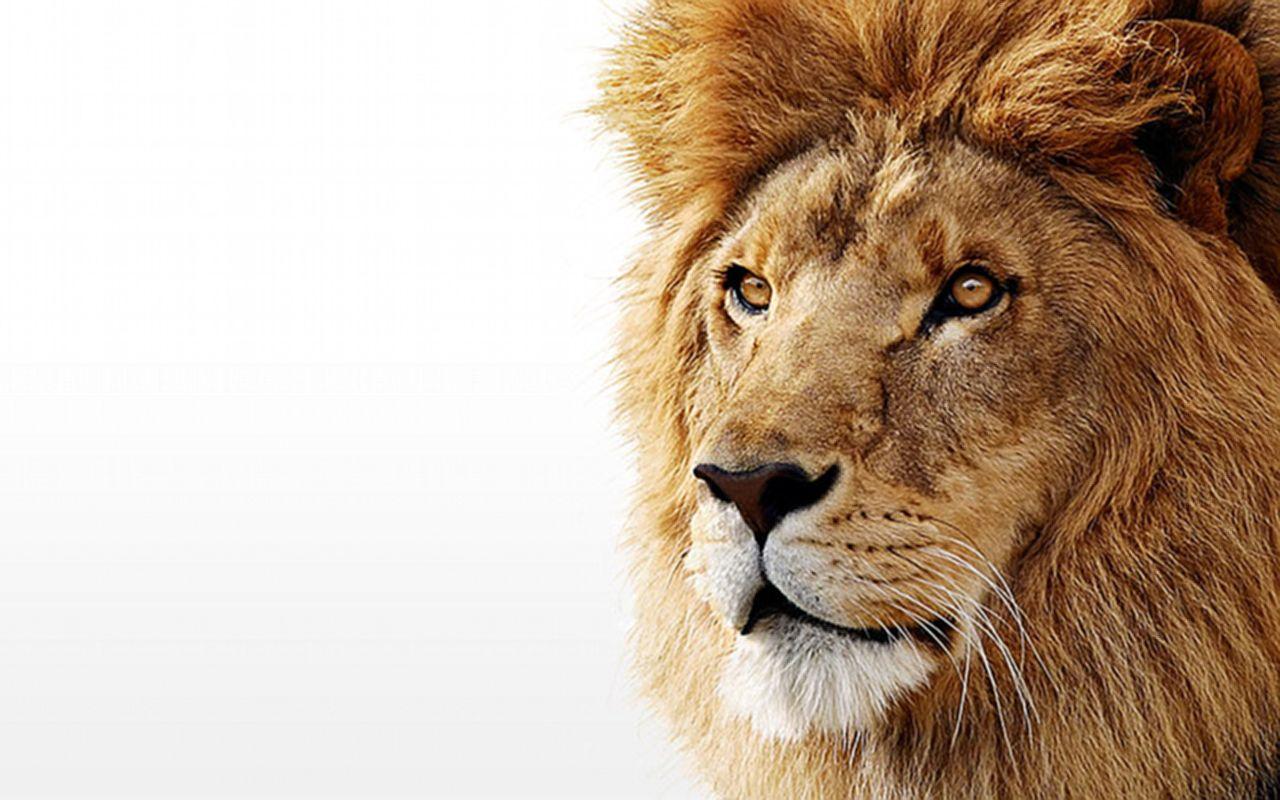 1280x800 High Definition Lion Wallpaper