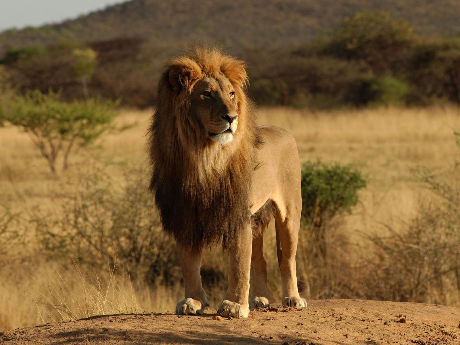 1600x1200 LION HD desktop wallpaper Widescreen High Definition