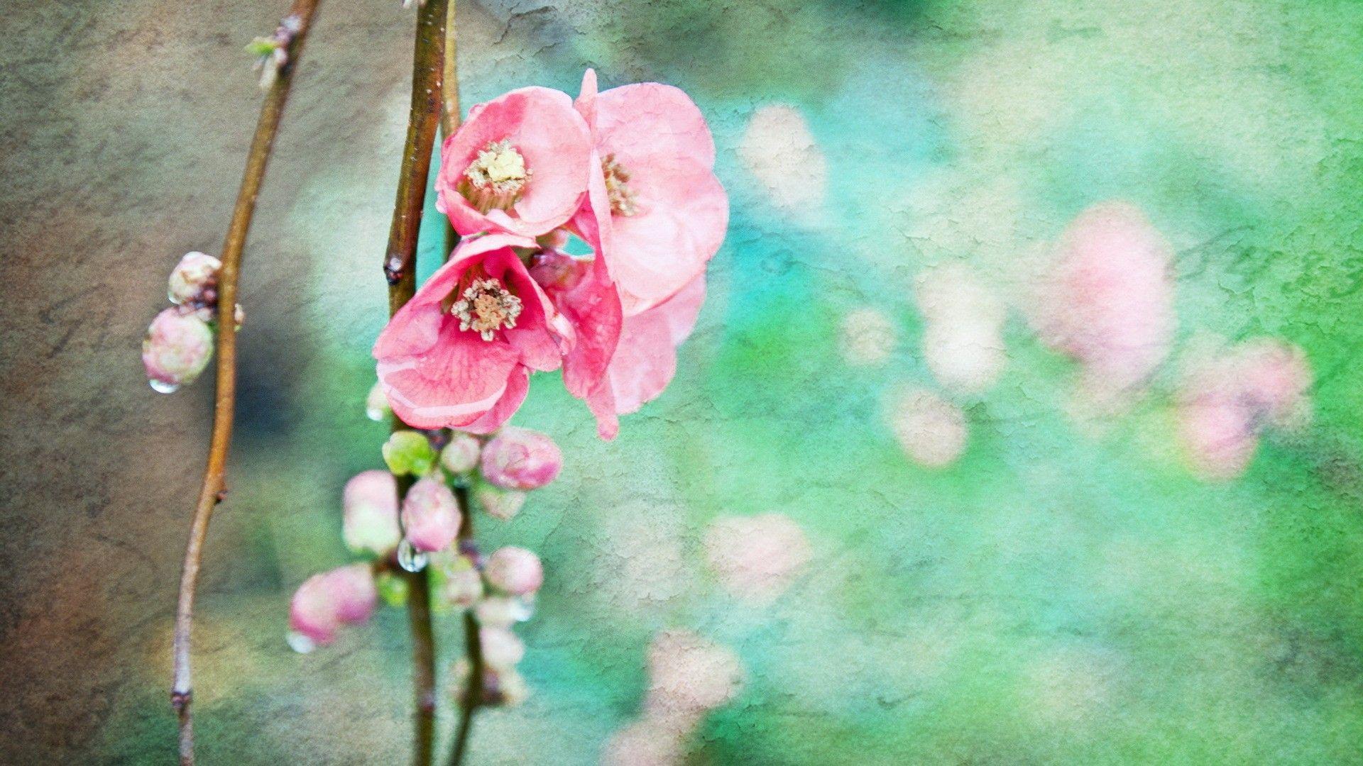 1920x1080 Free download Vintage Spring Wallpaper Spring flowers vintage