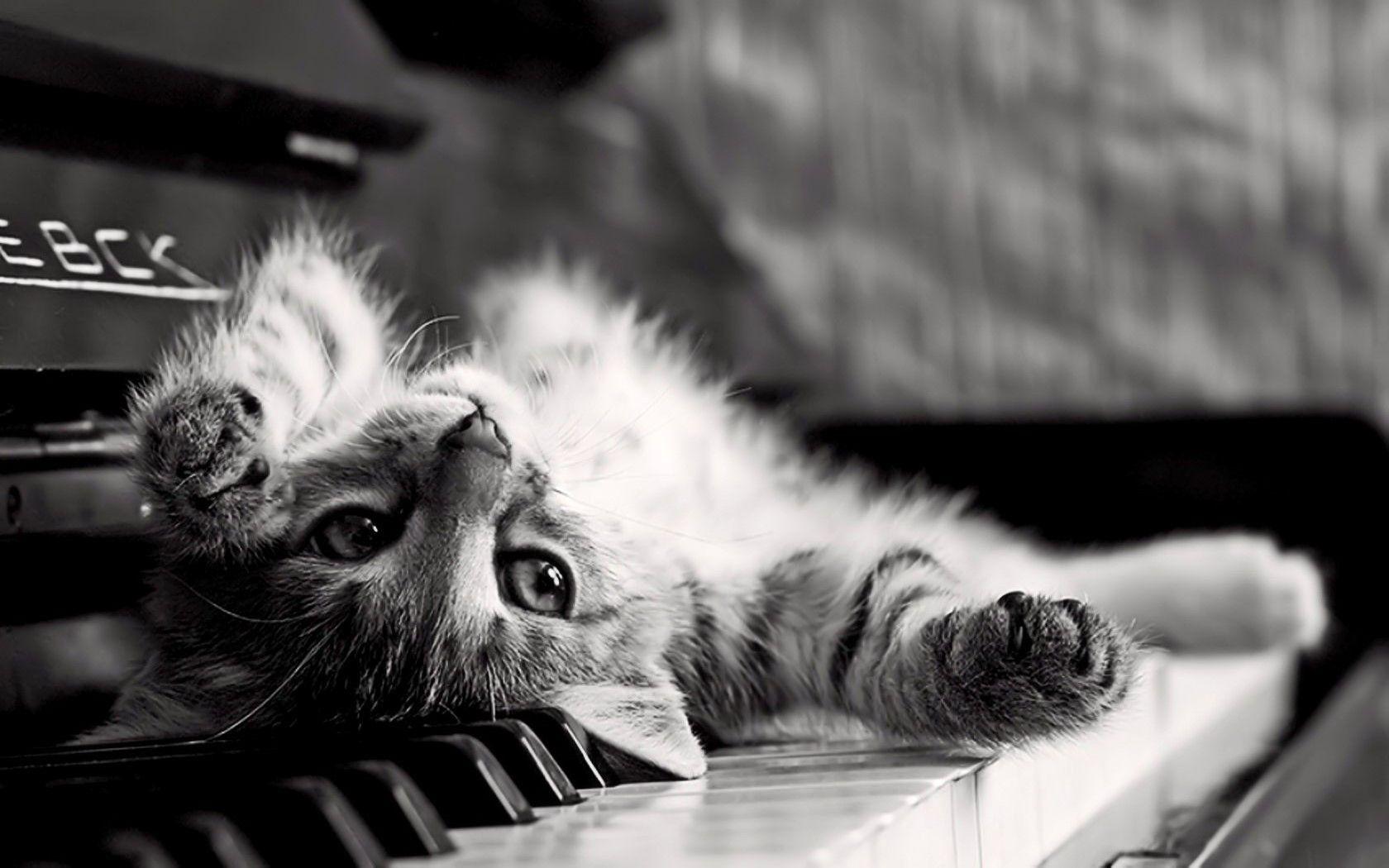 1680x1050 #cat, #kittens, #upside down, #animals, #monochrome
