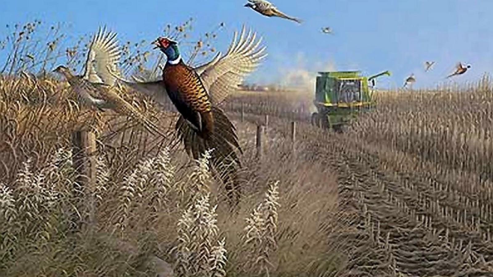 1600x900 Free download Pheasant Hunting Wallpaper [1600x900]