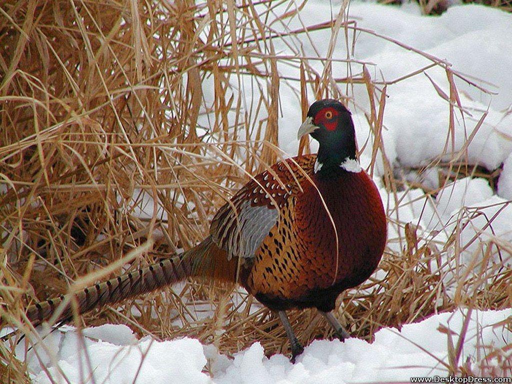 1024x768 Pheasant wallpaperx768