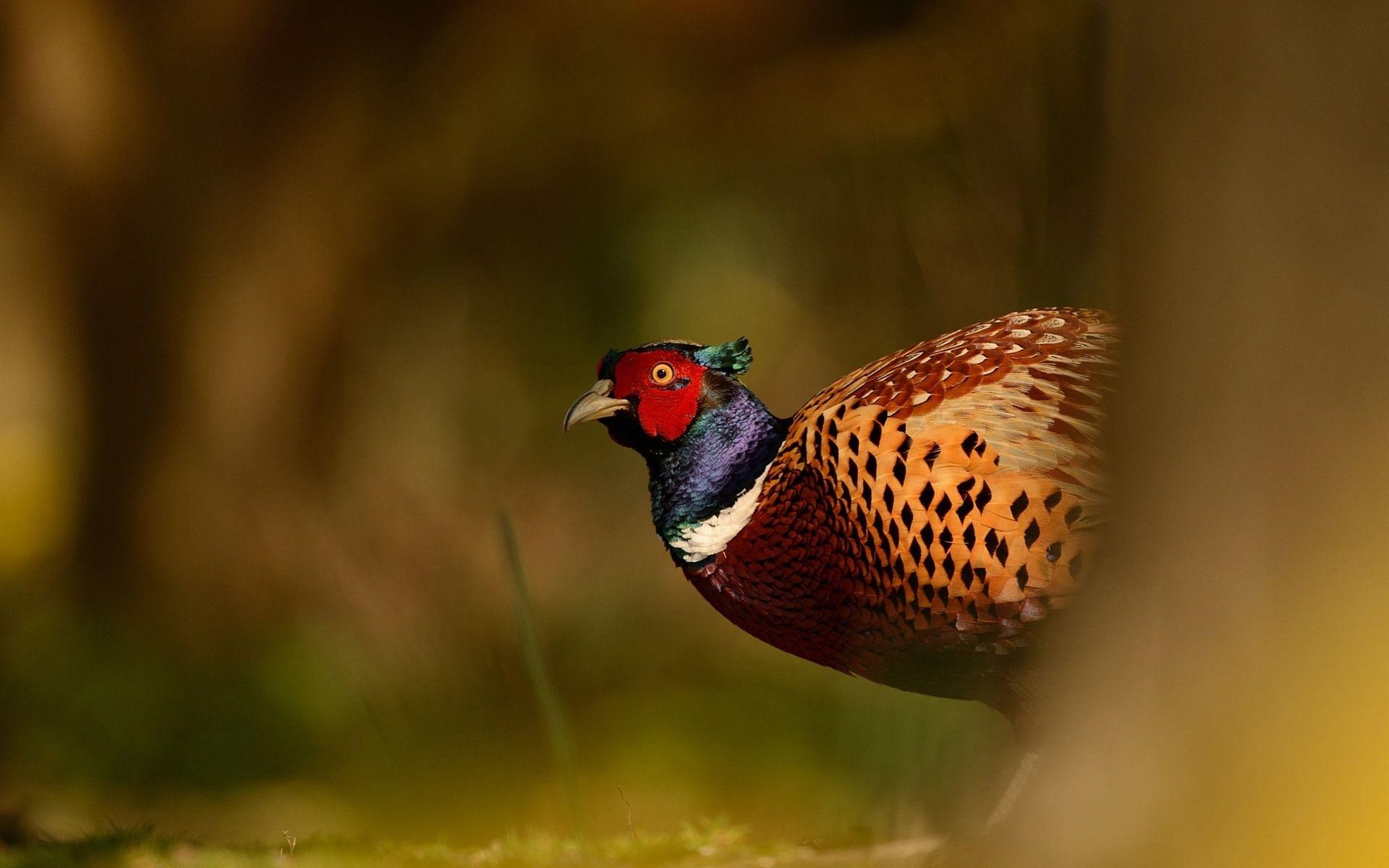 1920x1200 Wildlife, Pheasant 750x1334 IPhone 8 7 6 6S Wallpaper, Background