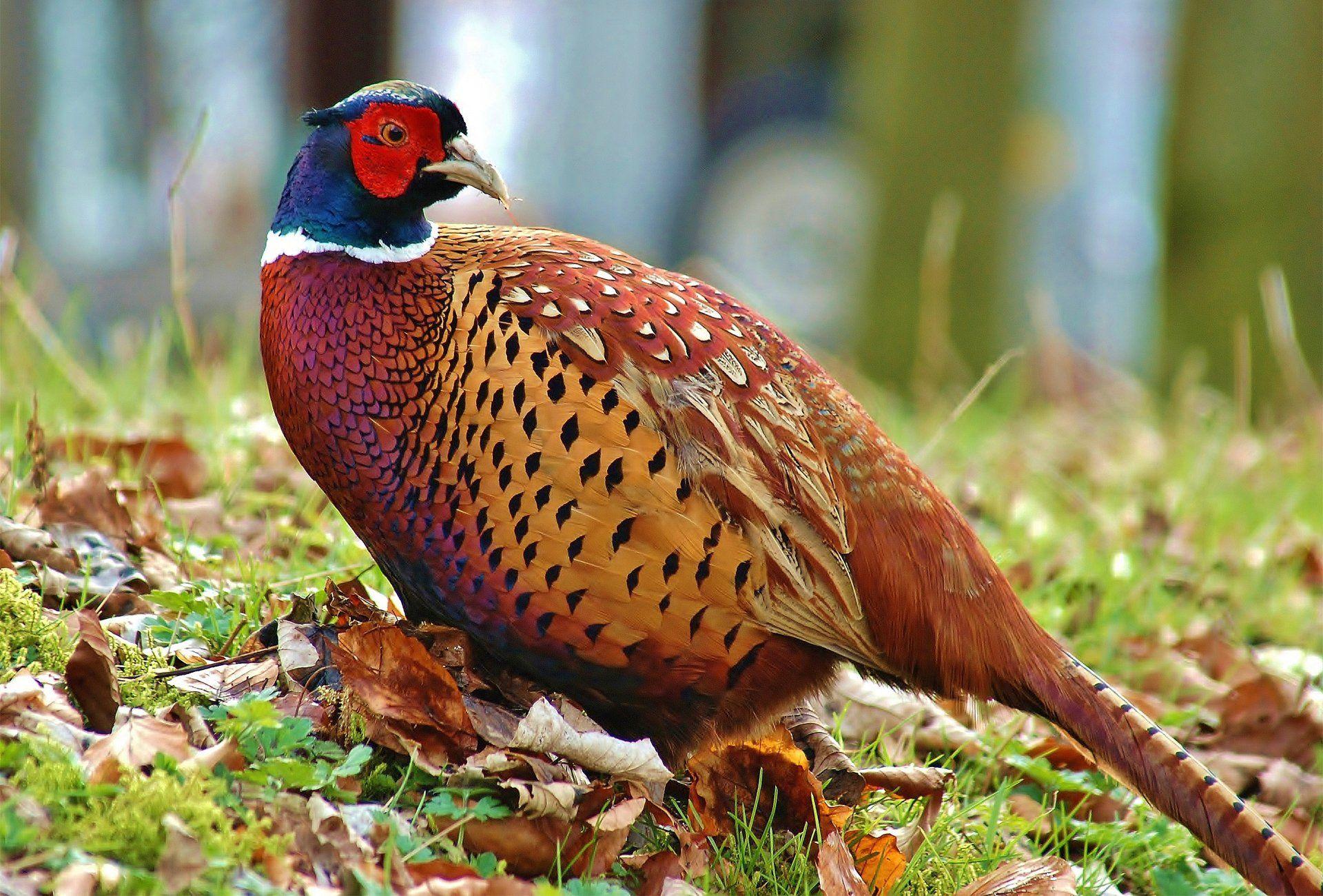 1920x1300 Pheasant HD Wallpaper