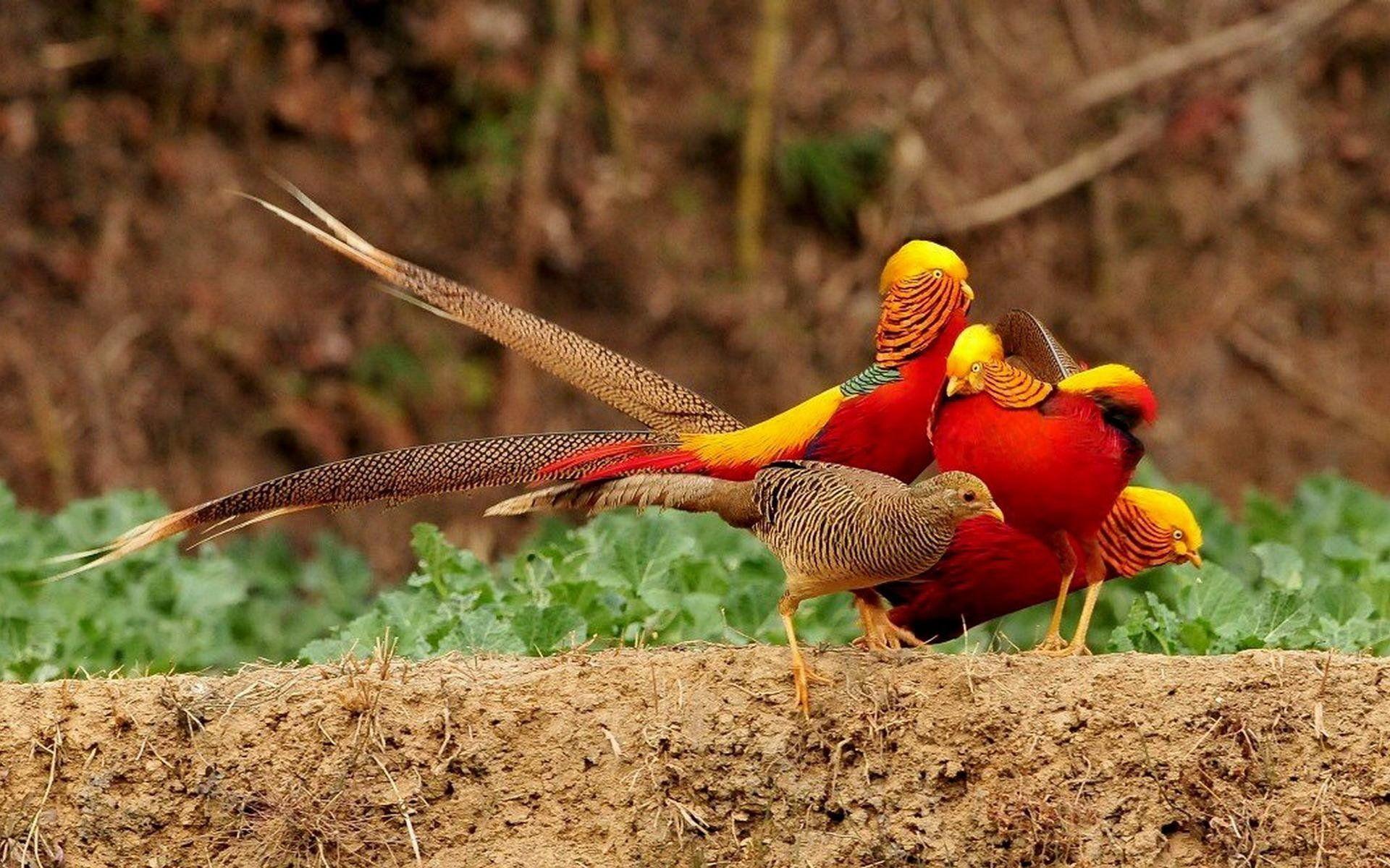 1920x1200 Pheasant wallpaper, Animal, HQ Pheasant pictureK Wallpaper 2019
