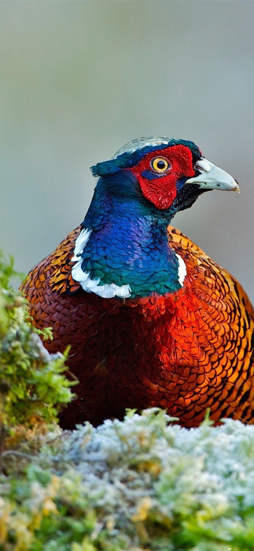 828x1792 Pheasant, Bird, Moss 1080x1920 IPhone 8 7 6 6S Plus Wallpaper