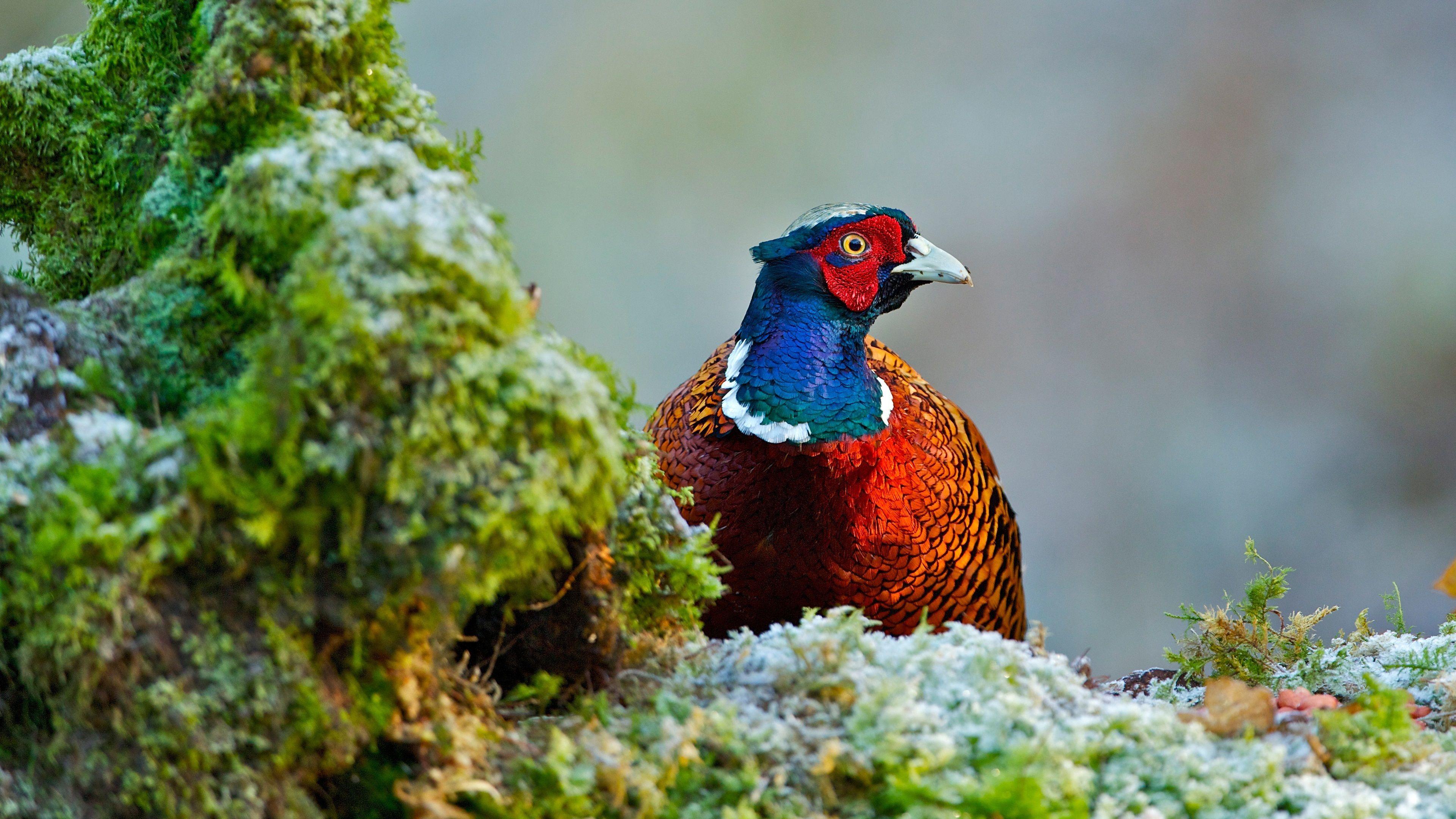 3840x2160 Wallpaper Pheasant, bird, moss 3840x2160 UHD 4K Picture, Image