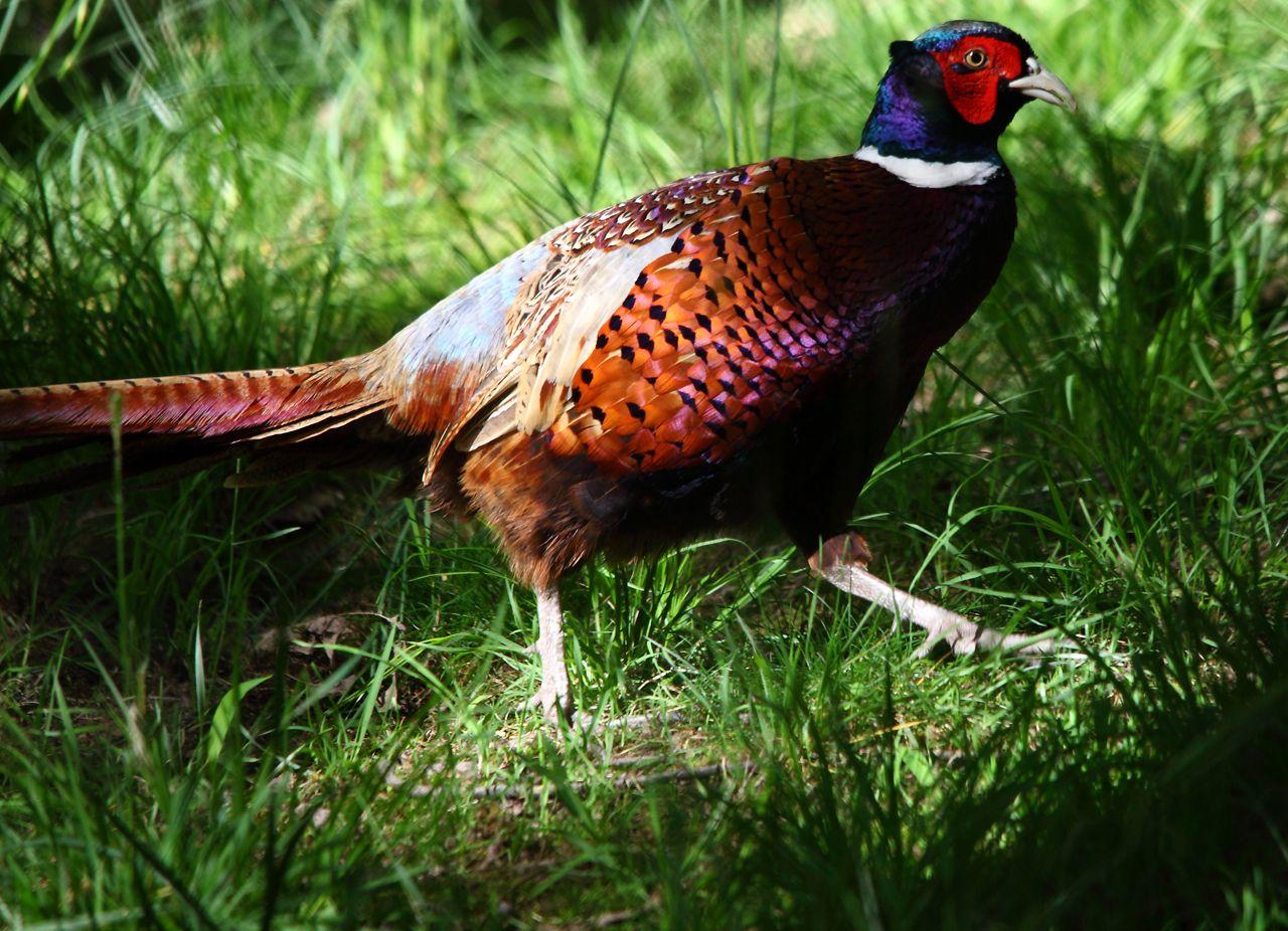 1280x926 Free download All Wallpaper Colourful Pheasant Birds Wallpaper