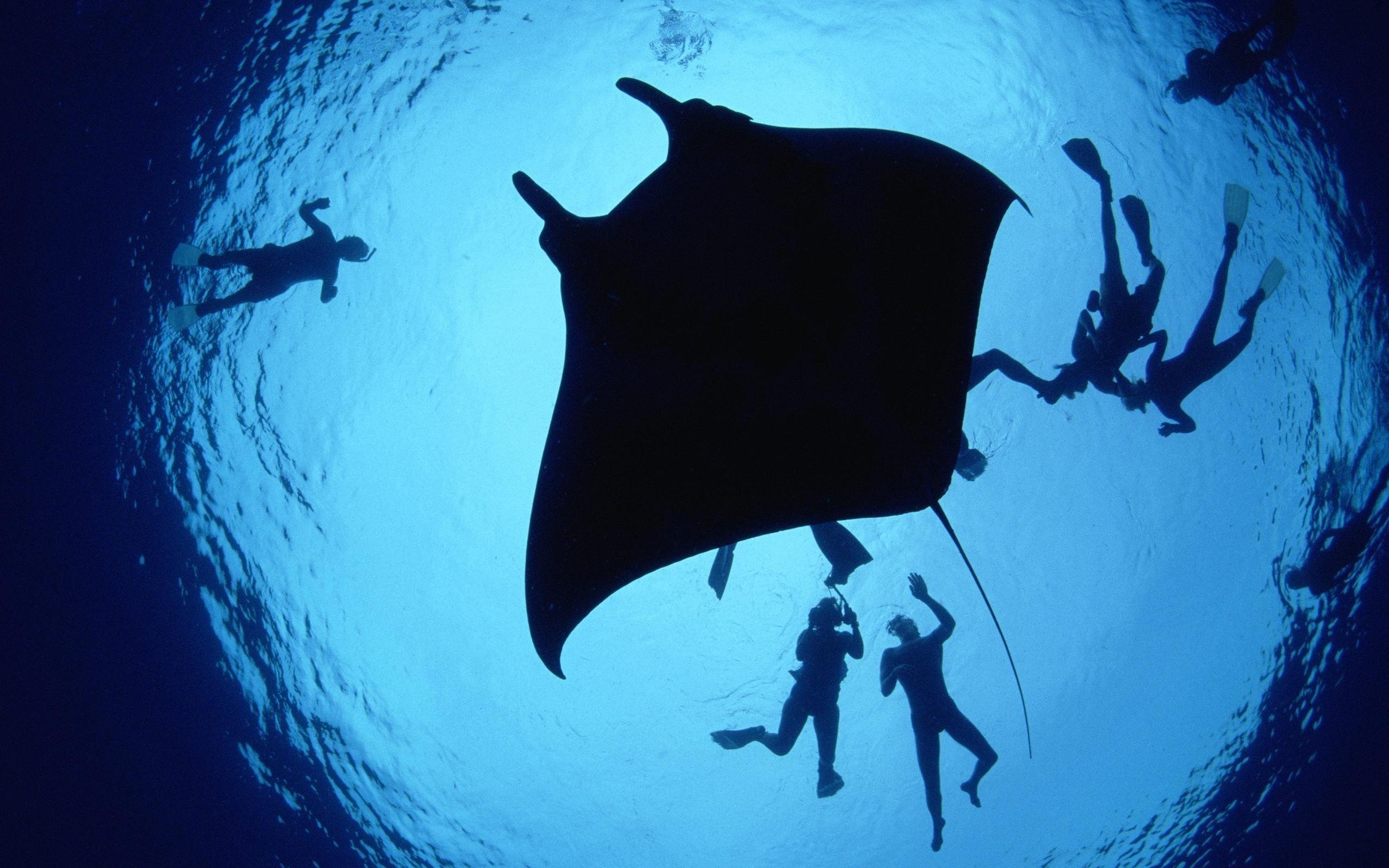 2560x1600 Underwater diving Mac Wallpaper Download