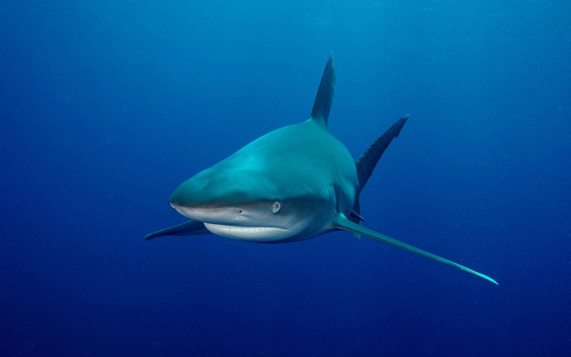 1920x1200 Bull Shark HD Wallpaper and Background Image