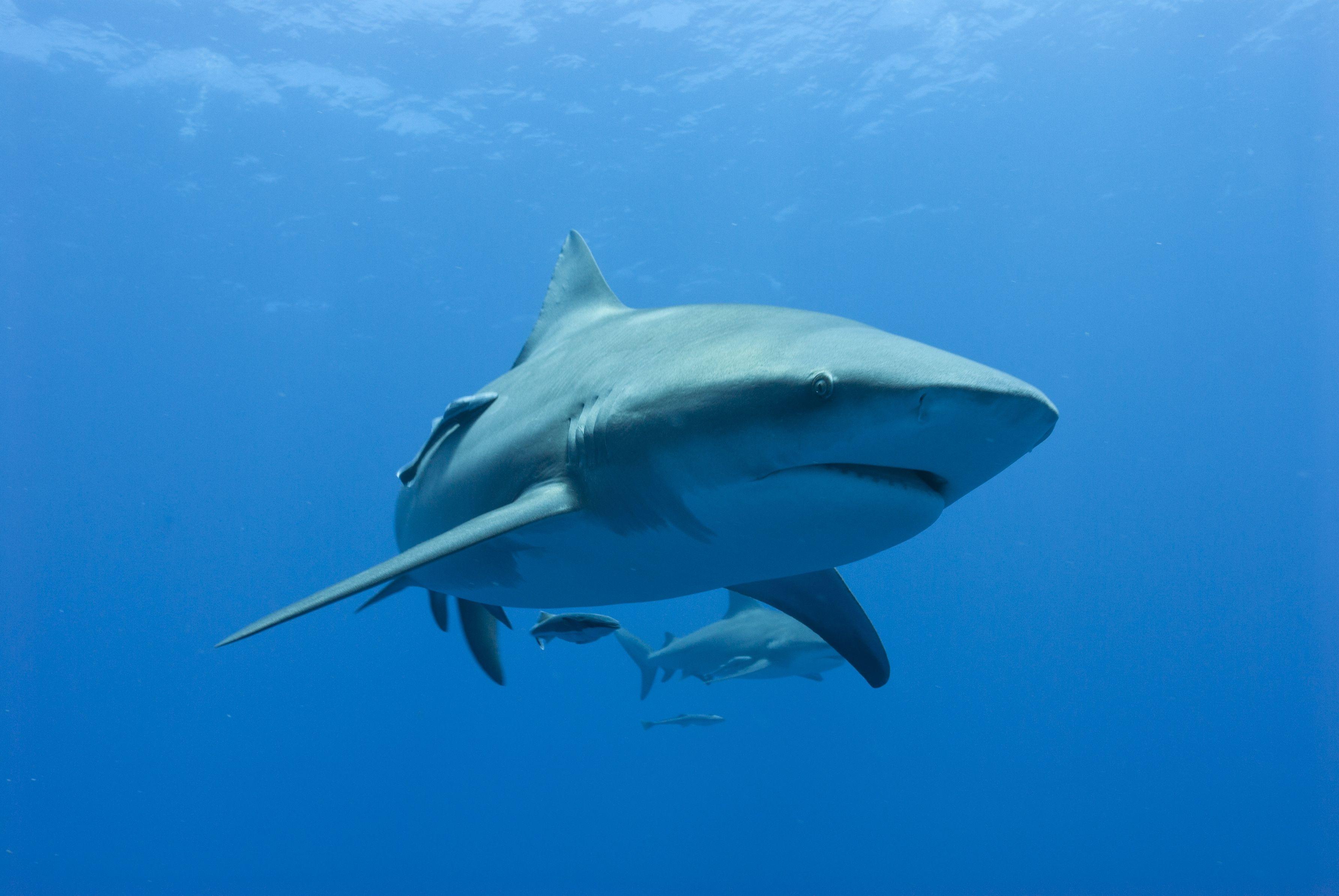3569x2389 Bull Shark Wallpaper