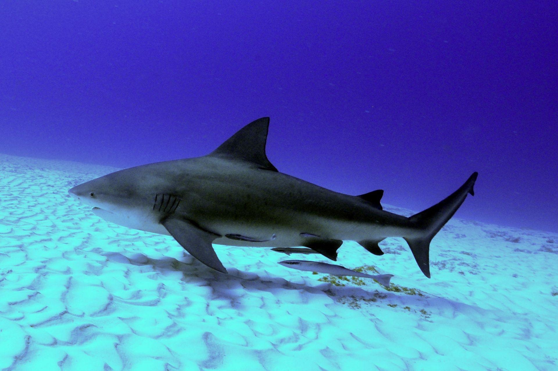 1920x1279 1920x1279px Bull Shark 619.79 KB