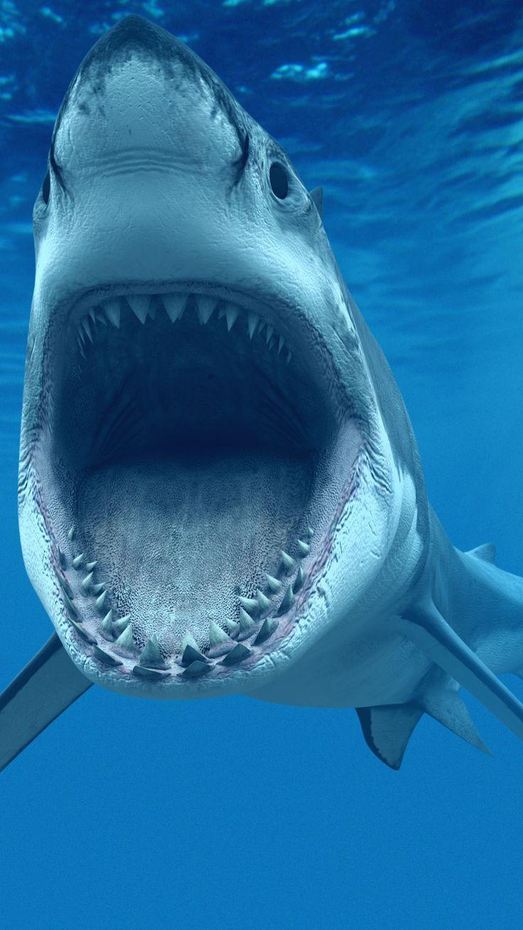 736x1308 Wallpaper Of Sharks