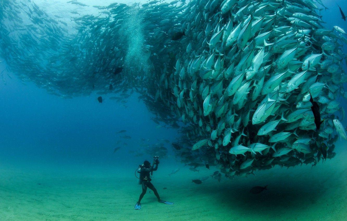 1332x850 Wallpaper fish, pack, the diver, under water, cant image