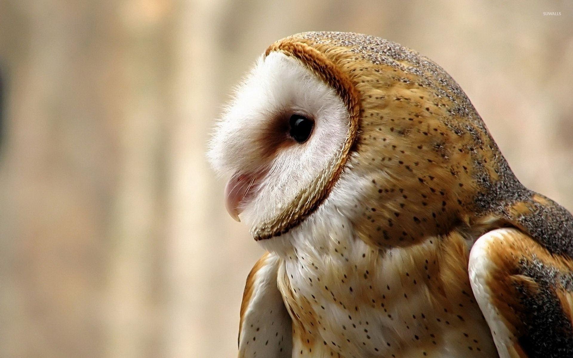 1920x1200 Owl Desktop Wallpaper