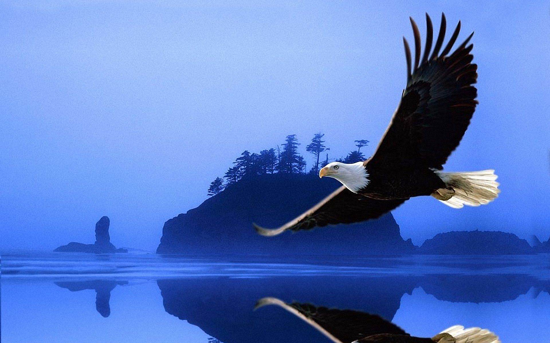 Blue Eagle Wallpapers Top Free Blue Eagle Backgrounds WallpaperAccess