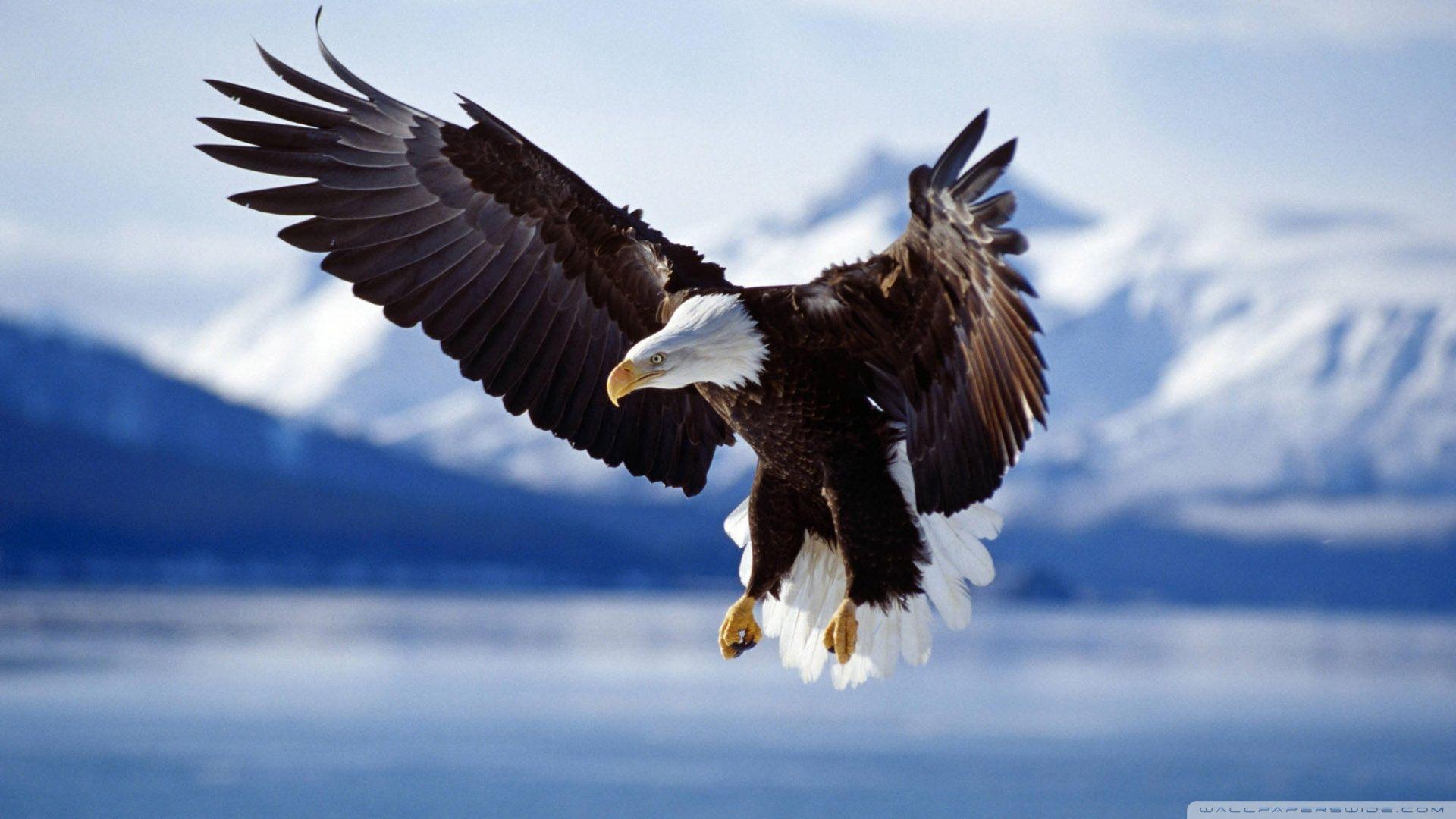 Blue Eagle Wallpapers Top Free Blue Eagle Backgrounds WallpaperAccess