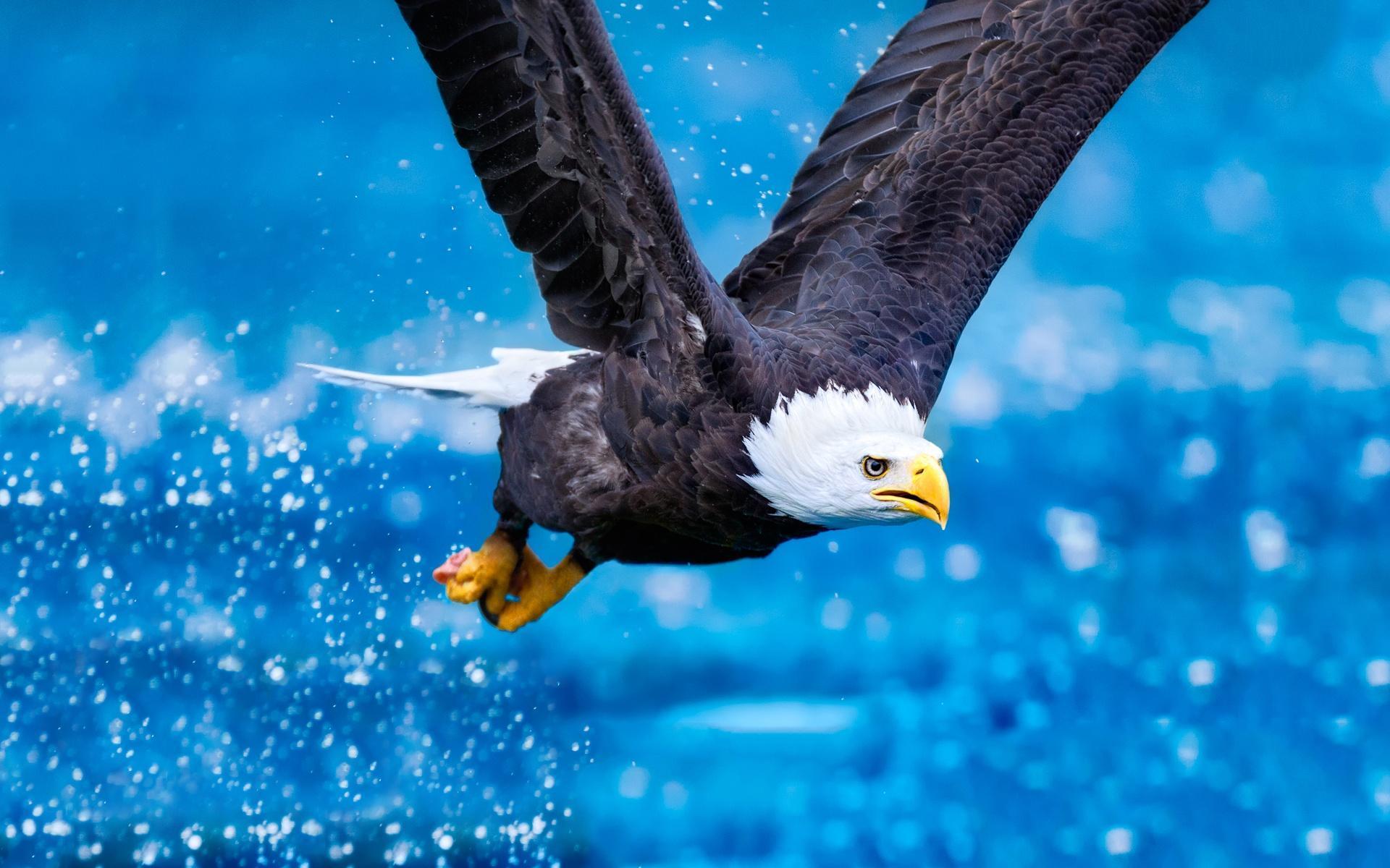 Blue Eagle Wallpapers Top Free Blue Eagle Backgrounds WallpaperAccess