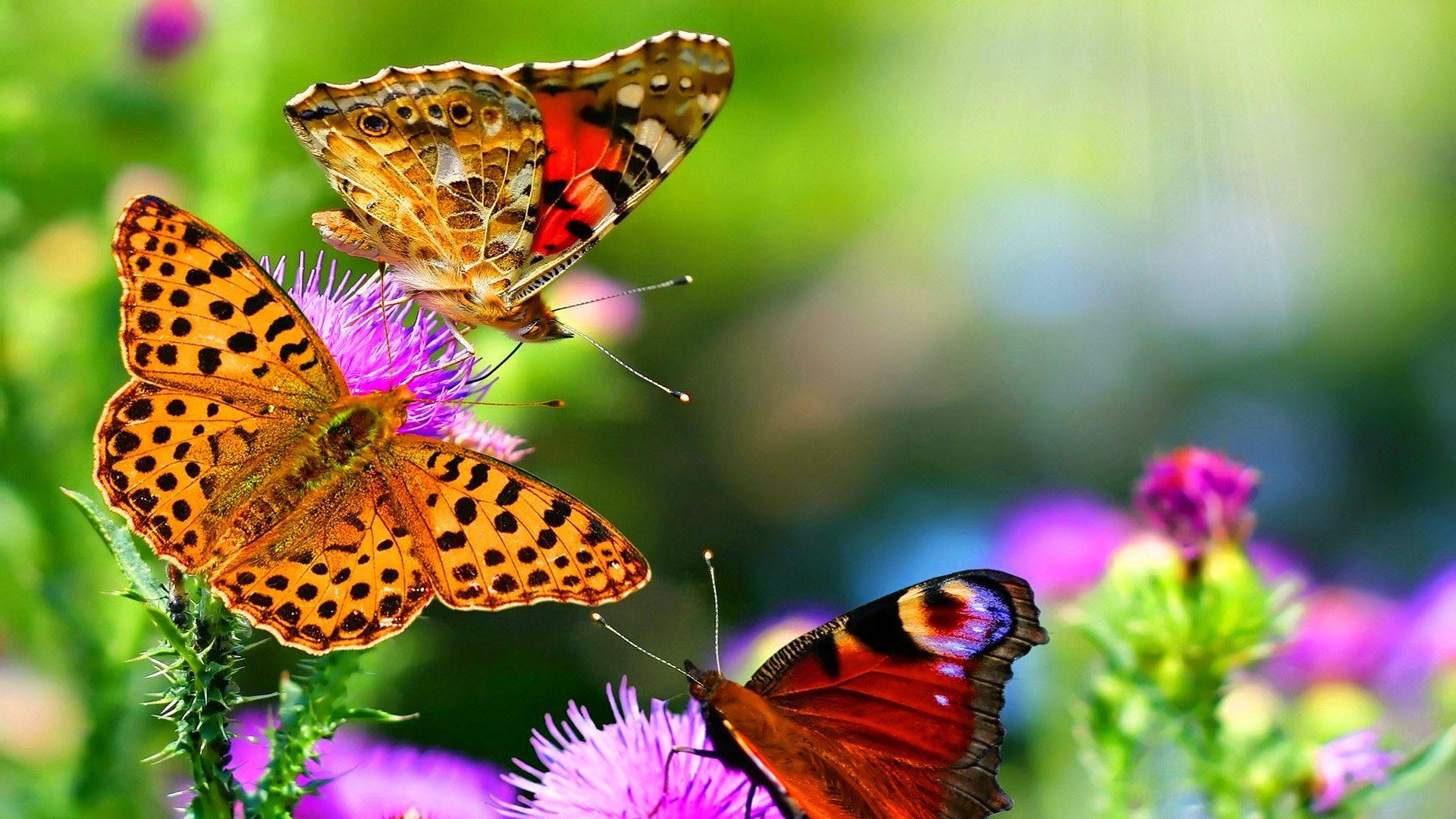Borboleta Wallpapers - Top Free Borboleta Backgrounds - WallpaperAccess