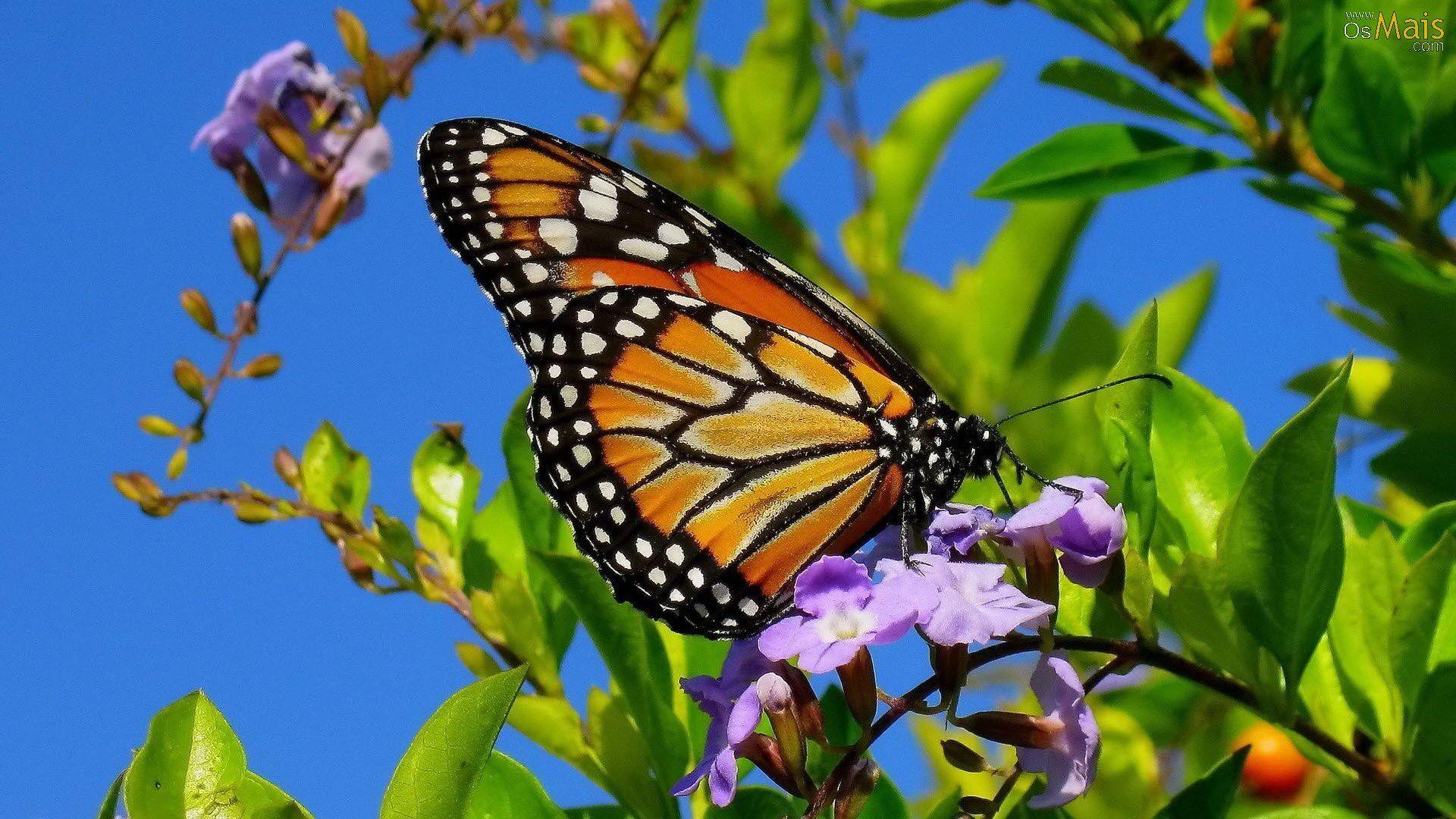 1920x1080 Borboleta Monarca Wallpaper
