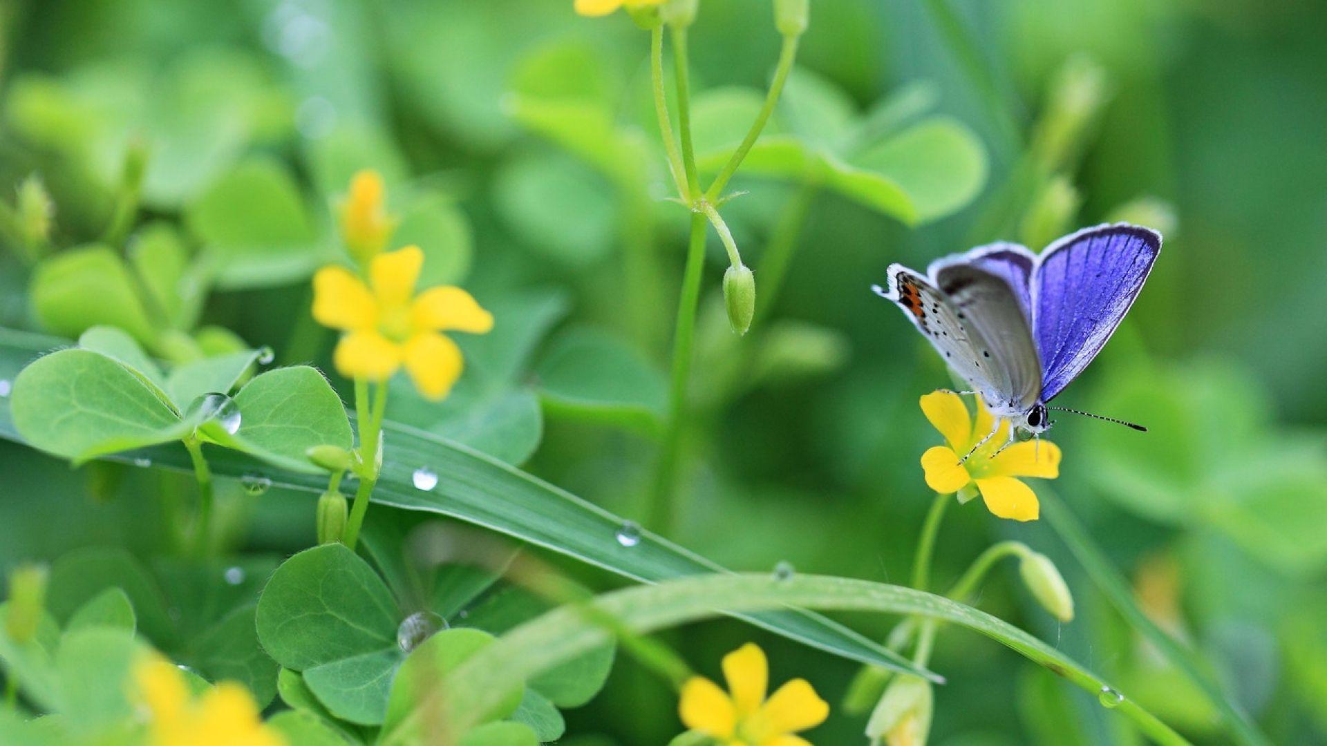 1920x1080 Free download borboletas flores Grama Leve 4K HD Wallpaper