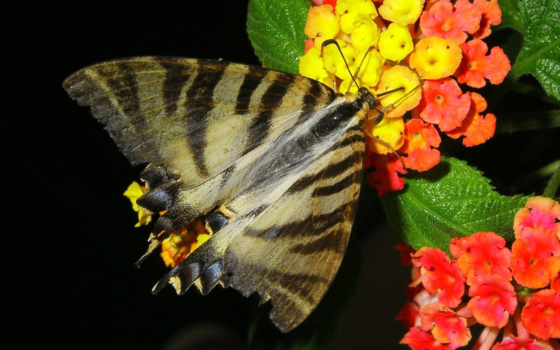 1920x1200 Borboleta HD Wallpaper