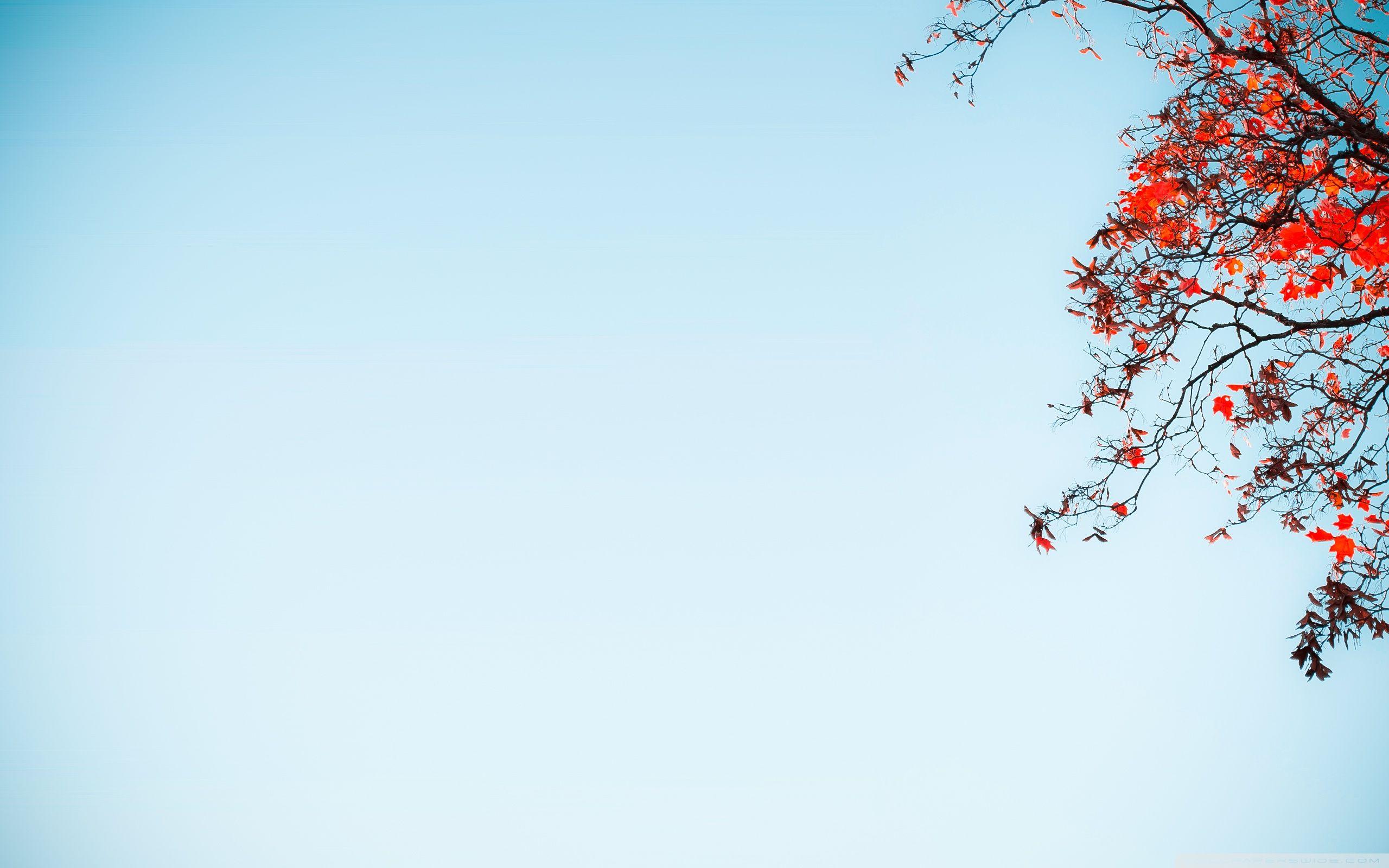 2560x1600 Sky Blue Wallpaper HD