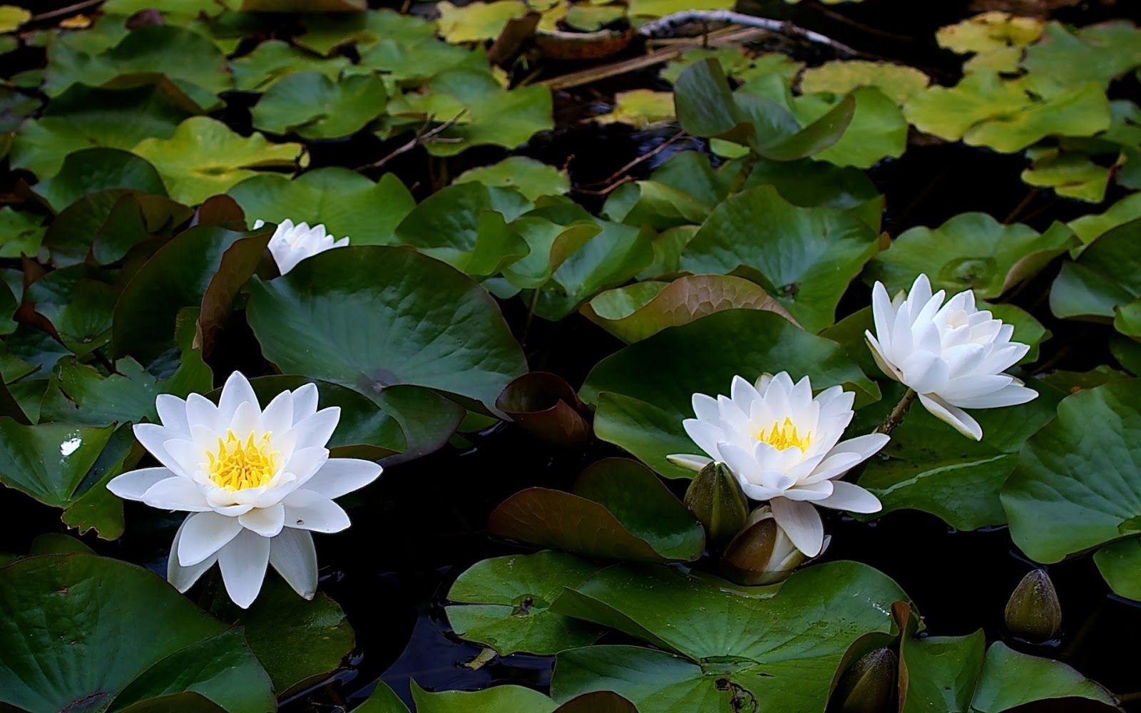 1600x1000 Yahoo TV Blog Freehdwallpaper2u: Jasmine Flower HD Wallpaper Free Download