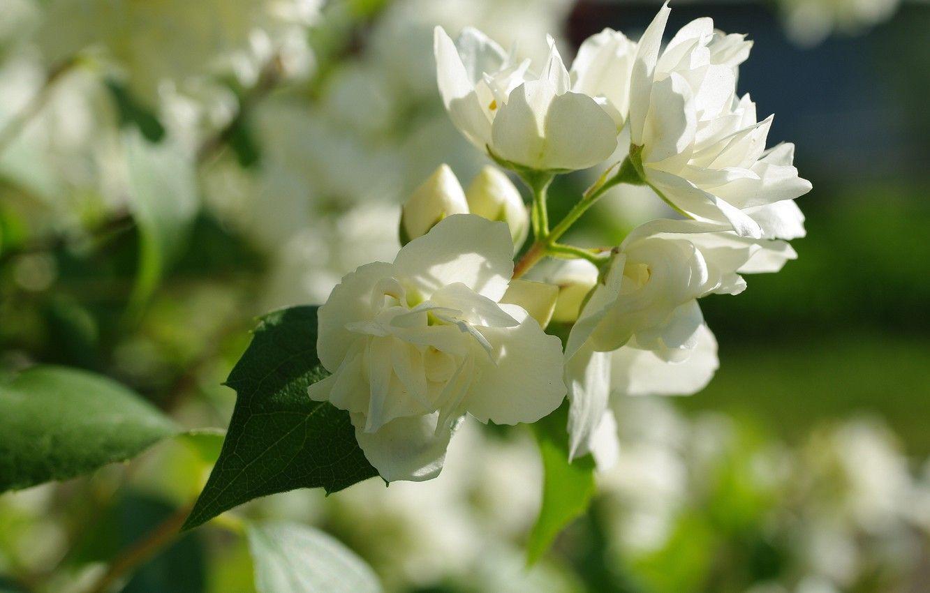 1332x850 Wallpaper summer, flowers, nature, tenderness, beauty, flowering, cottage, Jasmine, flora, white color, snow white, ornamental shrubs image for desktop, section цветы