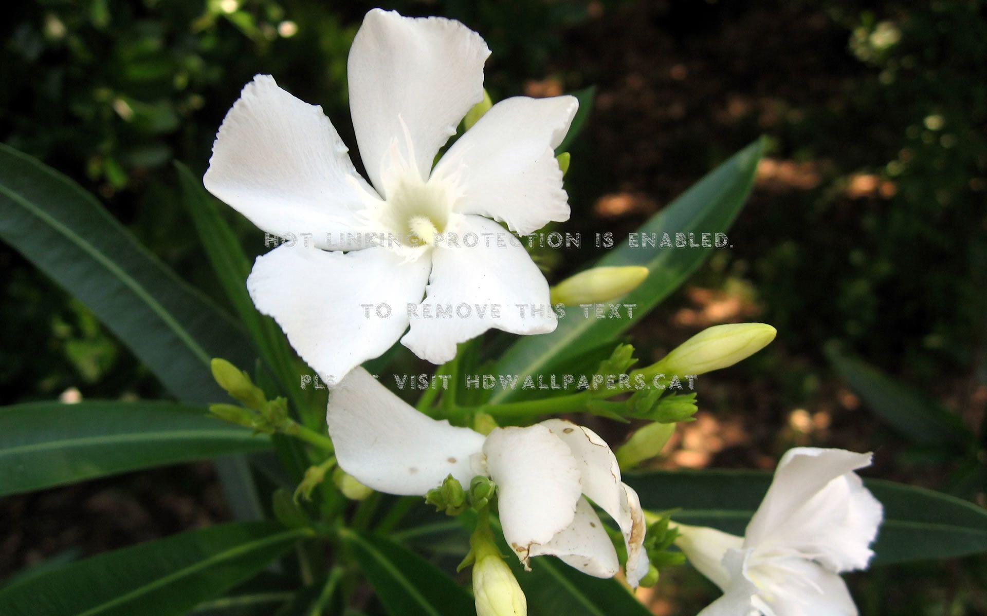 1920x1200 jasmine flower white green nature