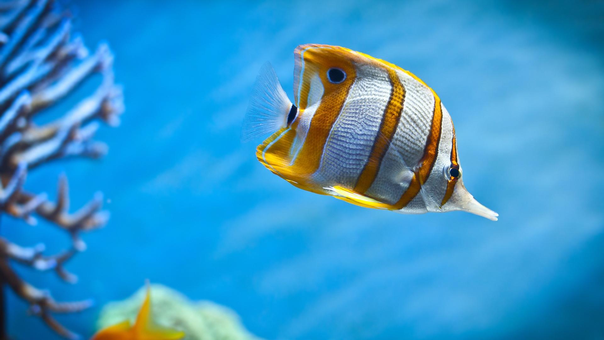 1920x1080 Sea Fish Wallpaper 22219