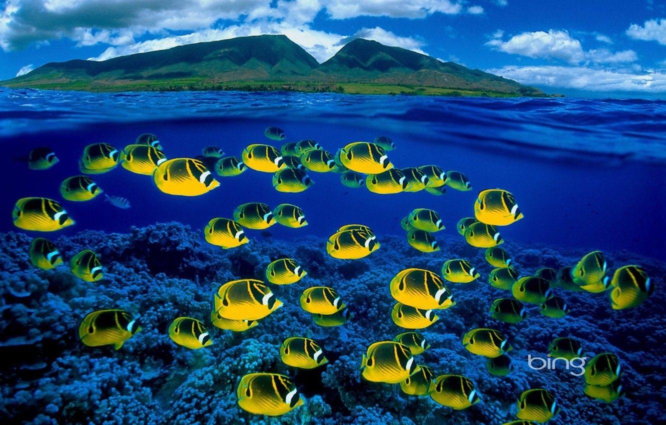 1332x850 Wallpaper sea, fish, Bing image for desktop, section природа