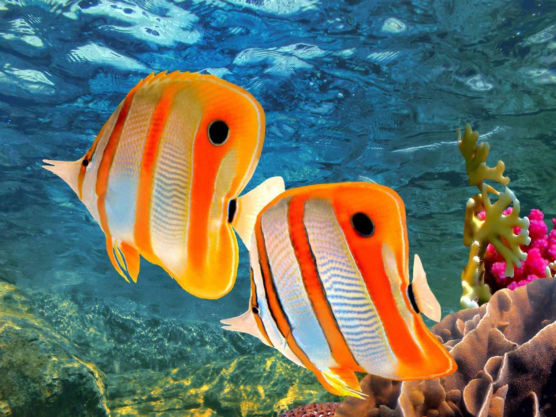 Fish Wallpaper 70 pictures