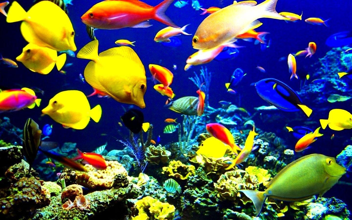 1440x900 Animal Wallpaper Sealife, Fishes, Nature, Sea, Fish Wallpaper, Download, Ocean, Underwater, fish, Windows