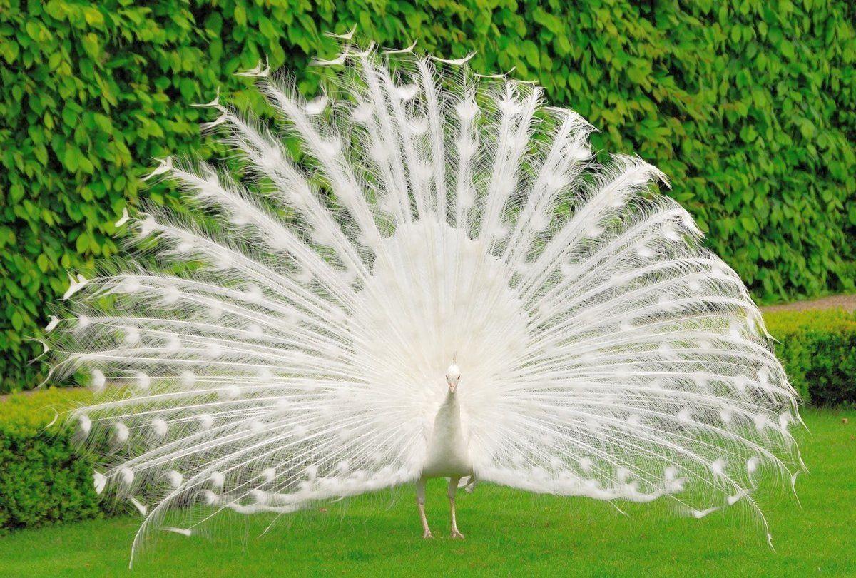 white blue peacock wallpaper