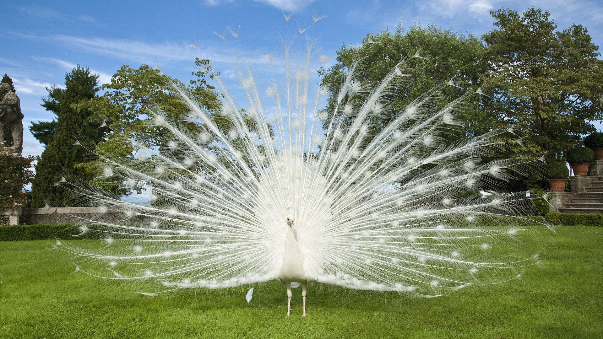 White Peacock Wallpapers - Top Free White Peacock Backgrounds ...