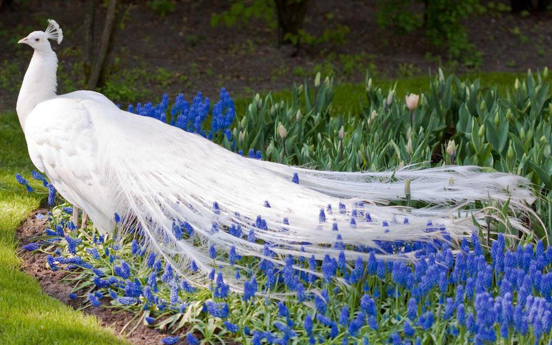 white blue peacock wallpaper