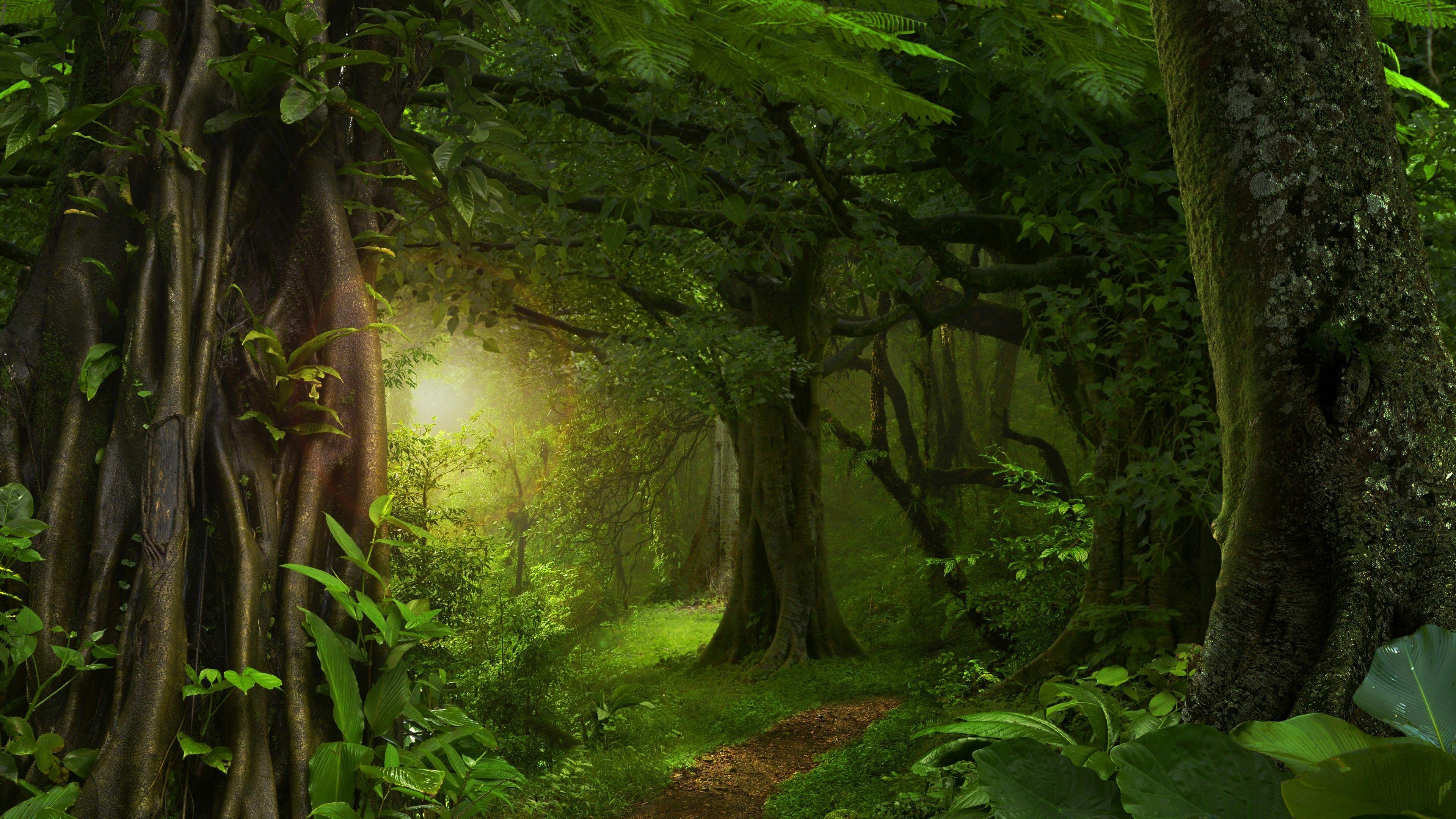 3840x2160 Green Forest Wallpaper 20 X 2160. Forest path, Forest